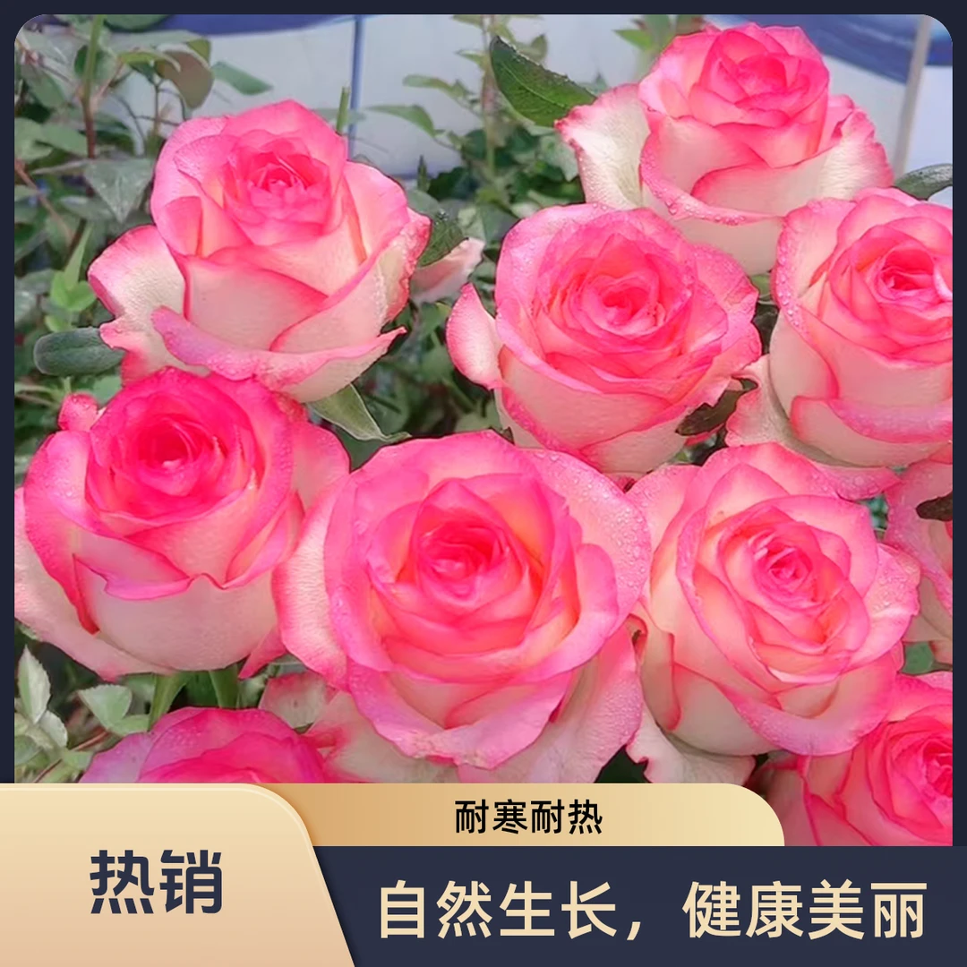 云南玫瑰花苗四季开花盆栽老根浓香大花型月季大苗老桩室内外花卉