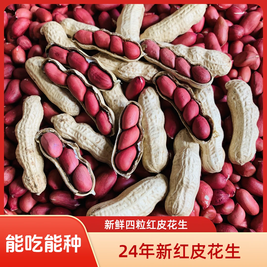 2024新晒干红皮花生生吃煮粥打豆浆农家自种四粒红花生米饱满带壳