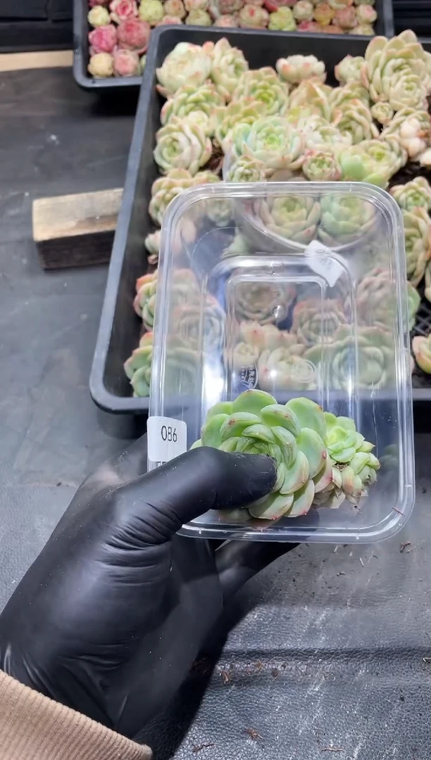 086宝宝绿群生     量拍