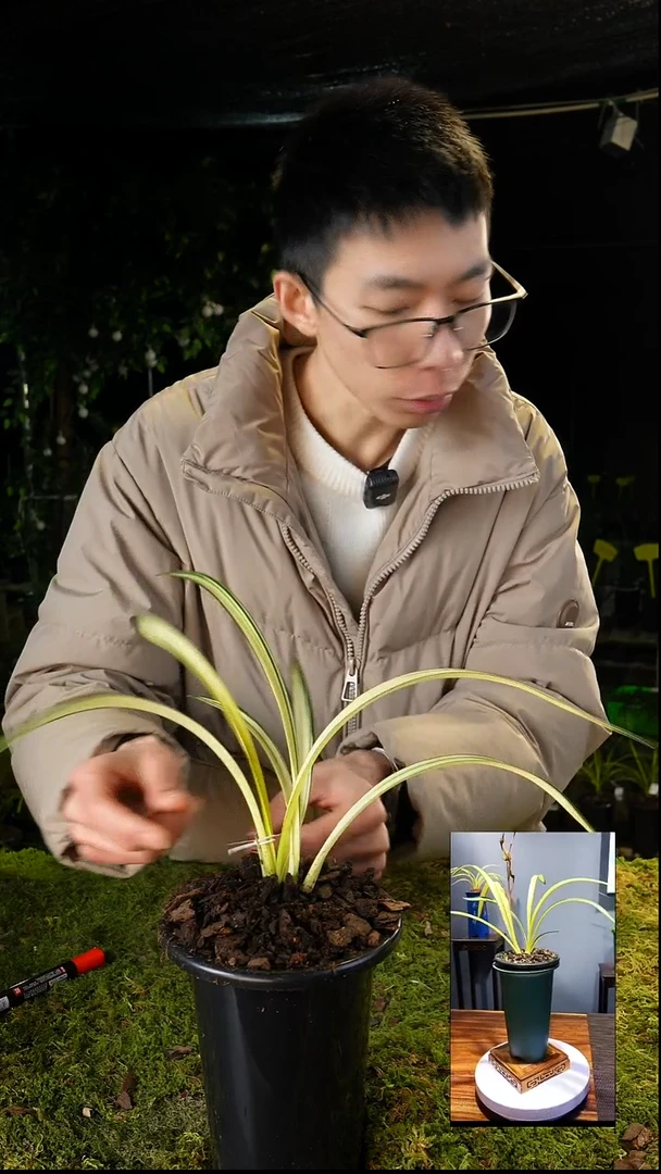 当前无花栽培后可以开花墨兰-锦绣牡丹（子母2苗）