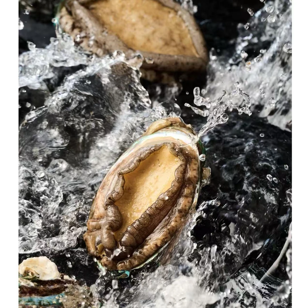 冷冻鲍鱼（带壳带脏）顺丰快递发货