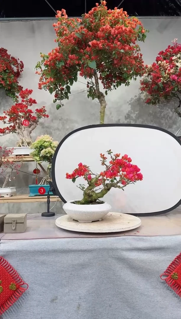 【闪购商品】盆景同安红