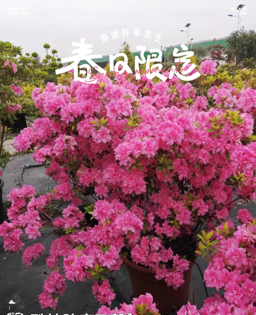 安酷杜鹃康乃馨四季开花盆栽阳台庭院多季节开花常绿耐热耐寒花