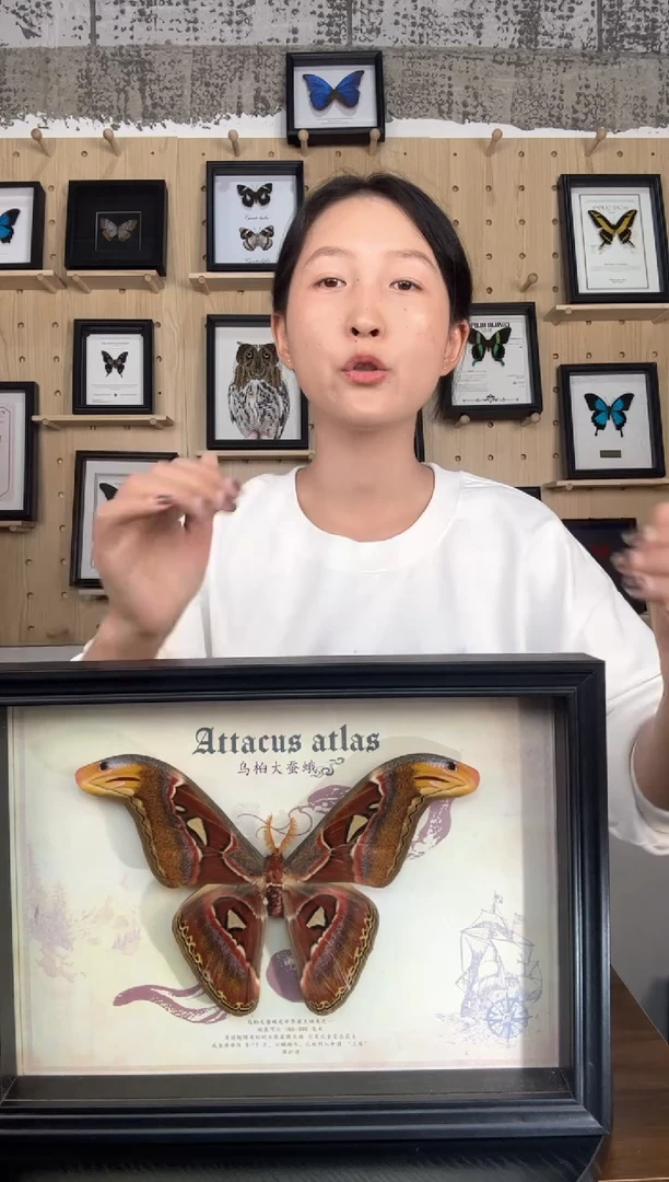 乌桕大蚕蛾蝴蝶标本装饰画A4框