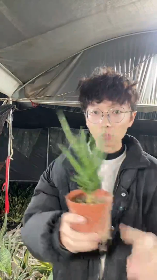 狐狸尾脱土9.9...