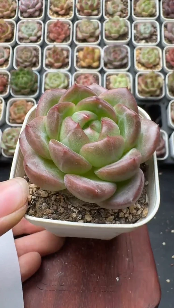 208M带盆土发 当场拍3颗以上包柚 多肉植物 一物一拍