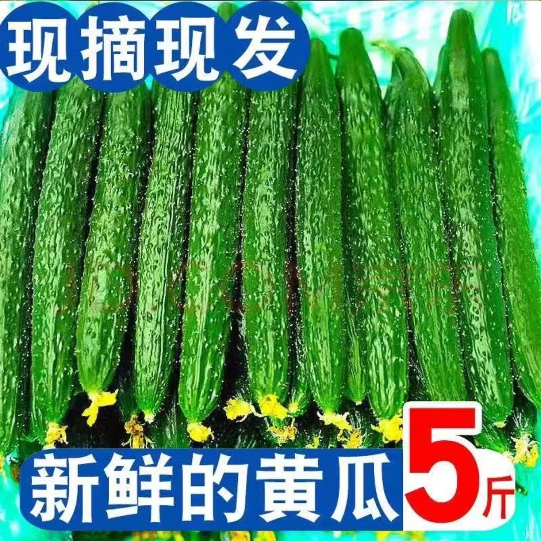 黄瓜新鲜绿心黄瓜一整箱时令蔬菜刺黄瓜应季当批发价