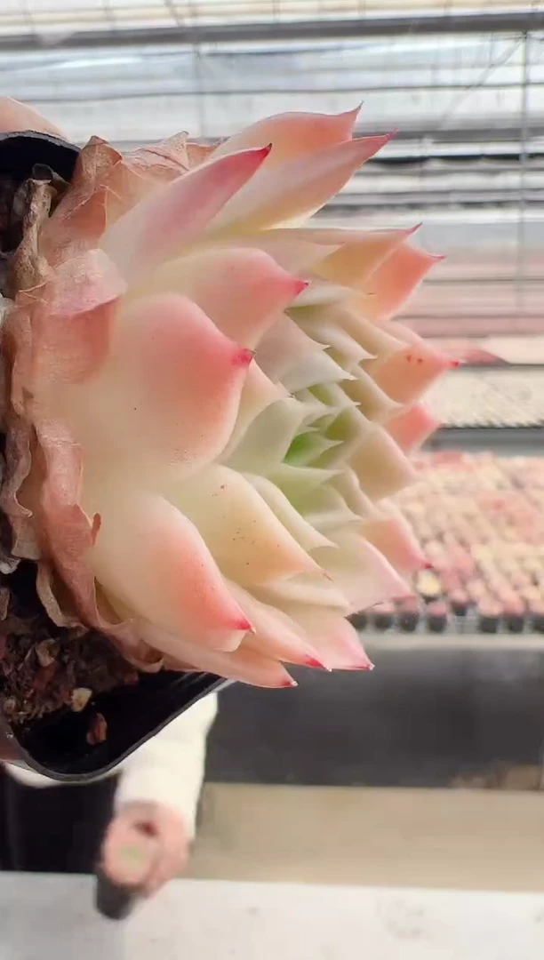 【闪购商品】新-63