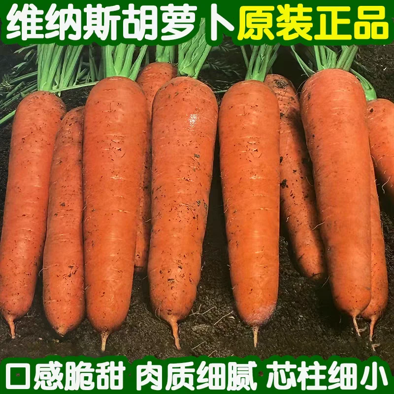 维纳斯胡萝卜种子菜籽秋季耐热水果甜脆红胡萝卜蔬菜种子