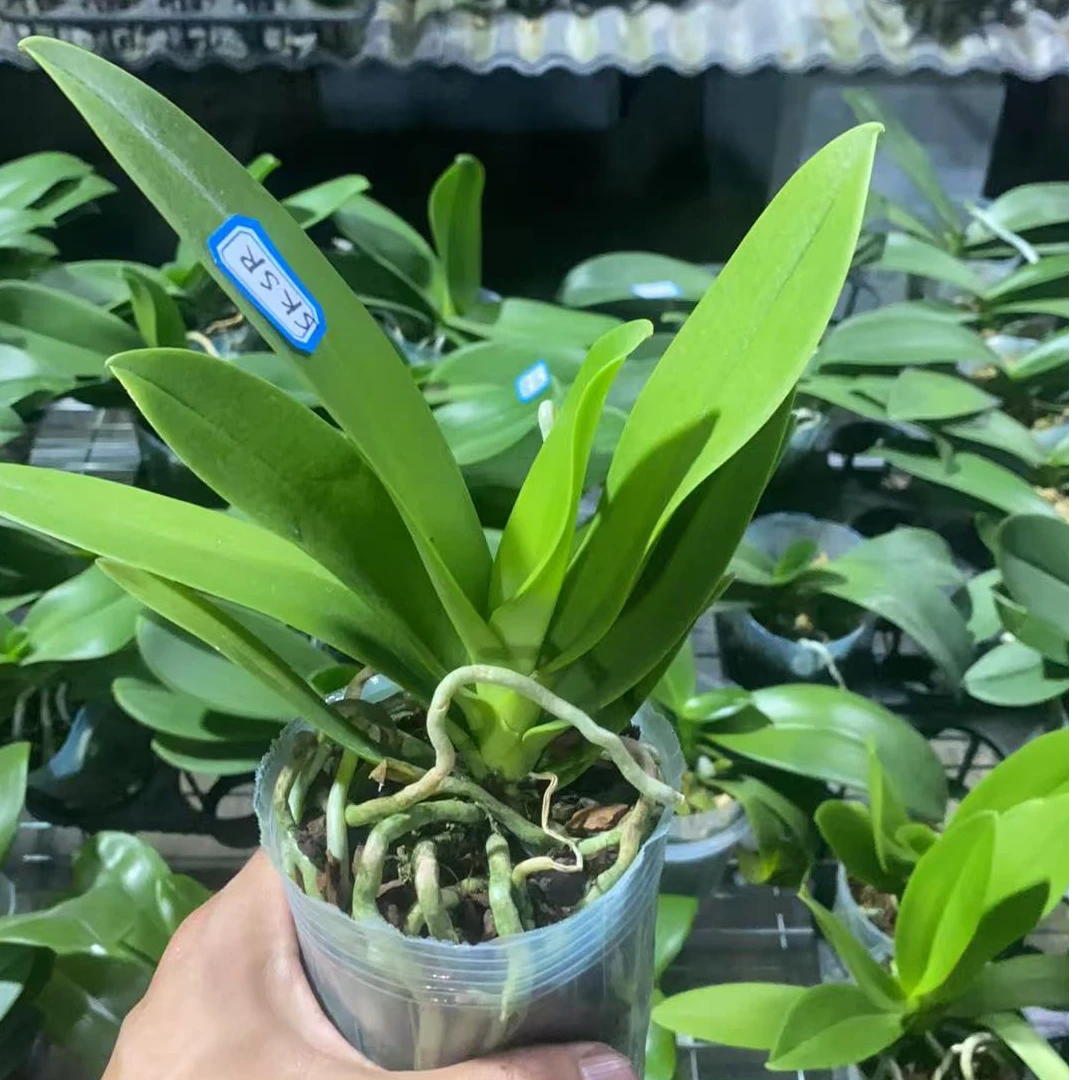 【椎名新品】3.0寸爆根 树皮种植 蝴蝶兰苗 新品