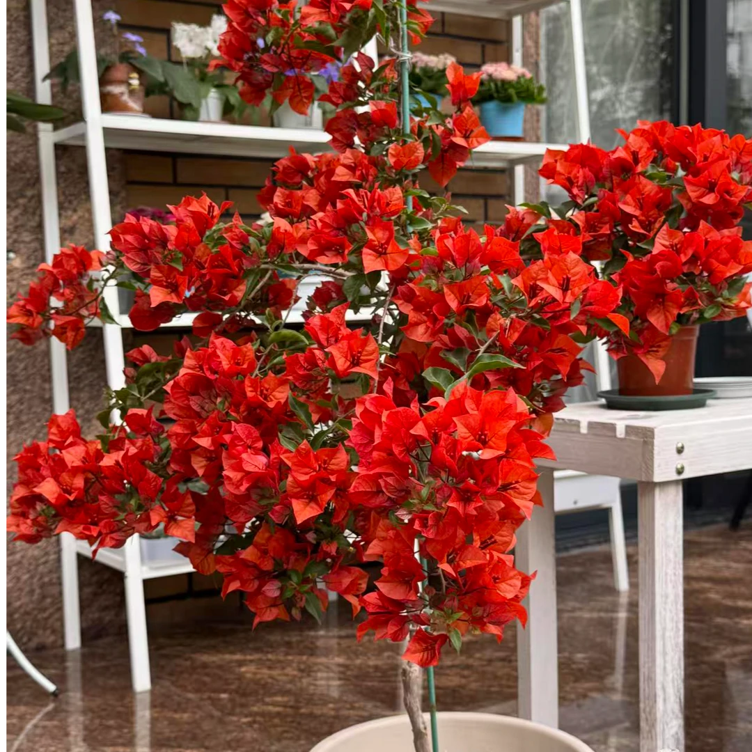 热火桑巴 三角梅 大红色好养易活爆花快勤复花原生老桩 袋苗发货