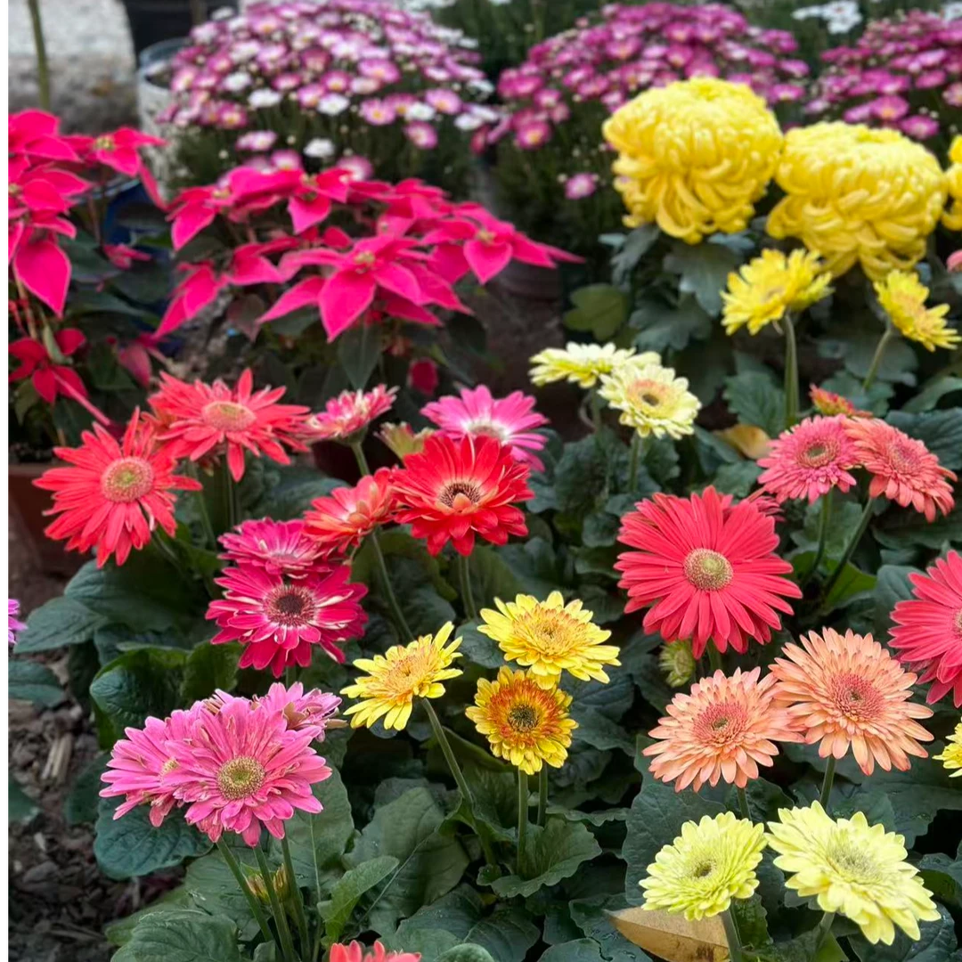 非洲菊盆栽四季开花庭院花卉室内花卉植物