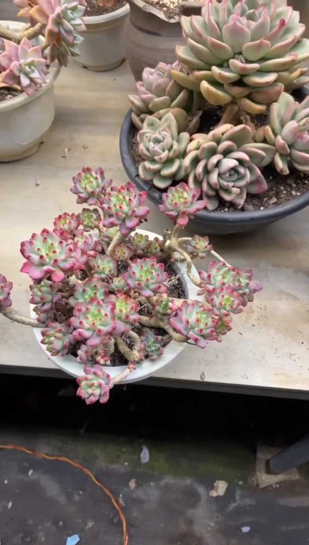 【闪购商品】316蓝苹果