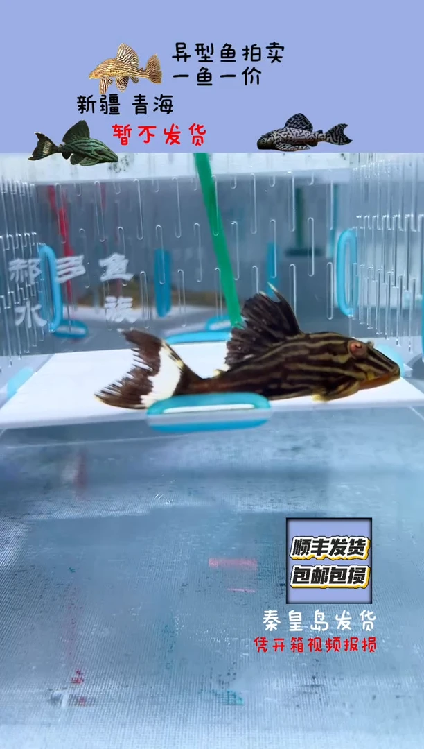 清道夫7+不包入缸损62