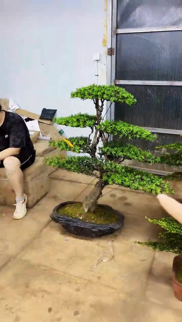 无花朵一物一拍，所见即所得
