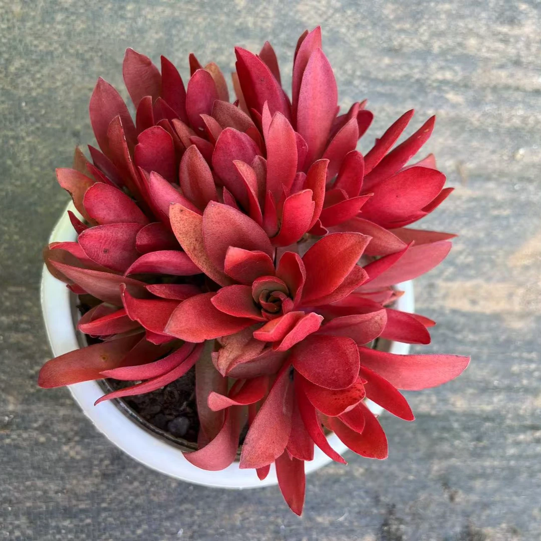 红百合多肉植物，满15包邮，江南家多肉基地发货，新手，好养护，耐旱