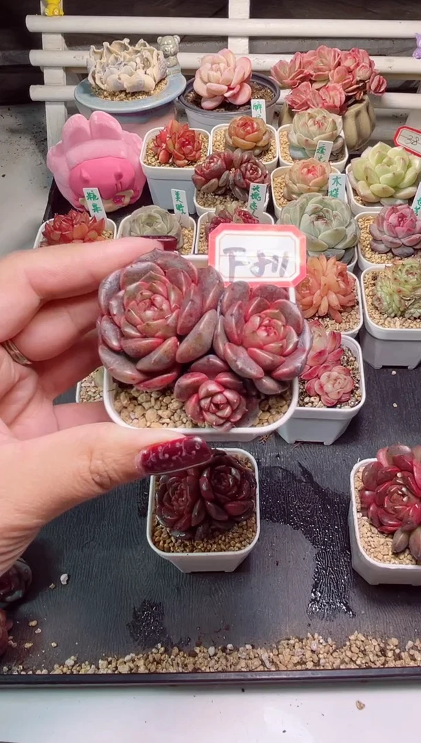 【闪购商品】F811巧心玫瑰一物一拍