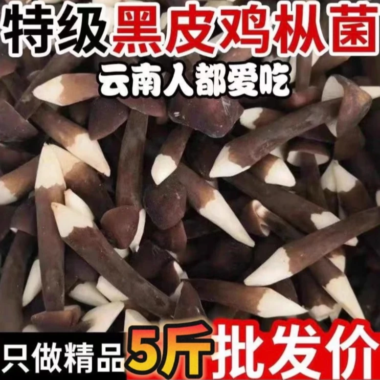 【自家种植】云南菌菇黑皮鸡枞菌新鲜现采现发餐厅饭店炒菜炸鸡枞油