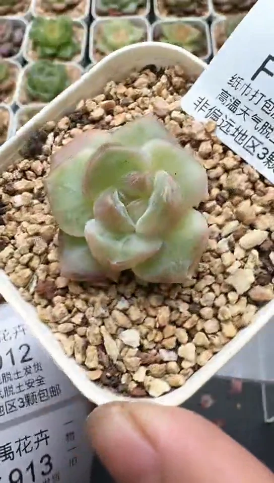 911F云禹多肉植物 默认脱土纸巾打包 3颗包邮