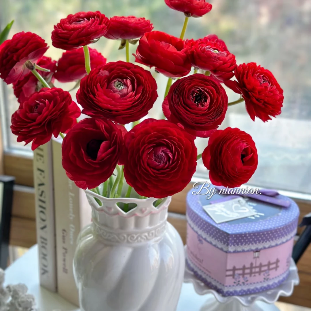 【冬季限定】洋牡丹1把坏20%不售后零度地区不拍保温棉冻坏不售后