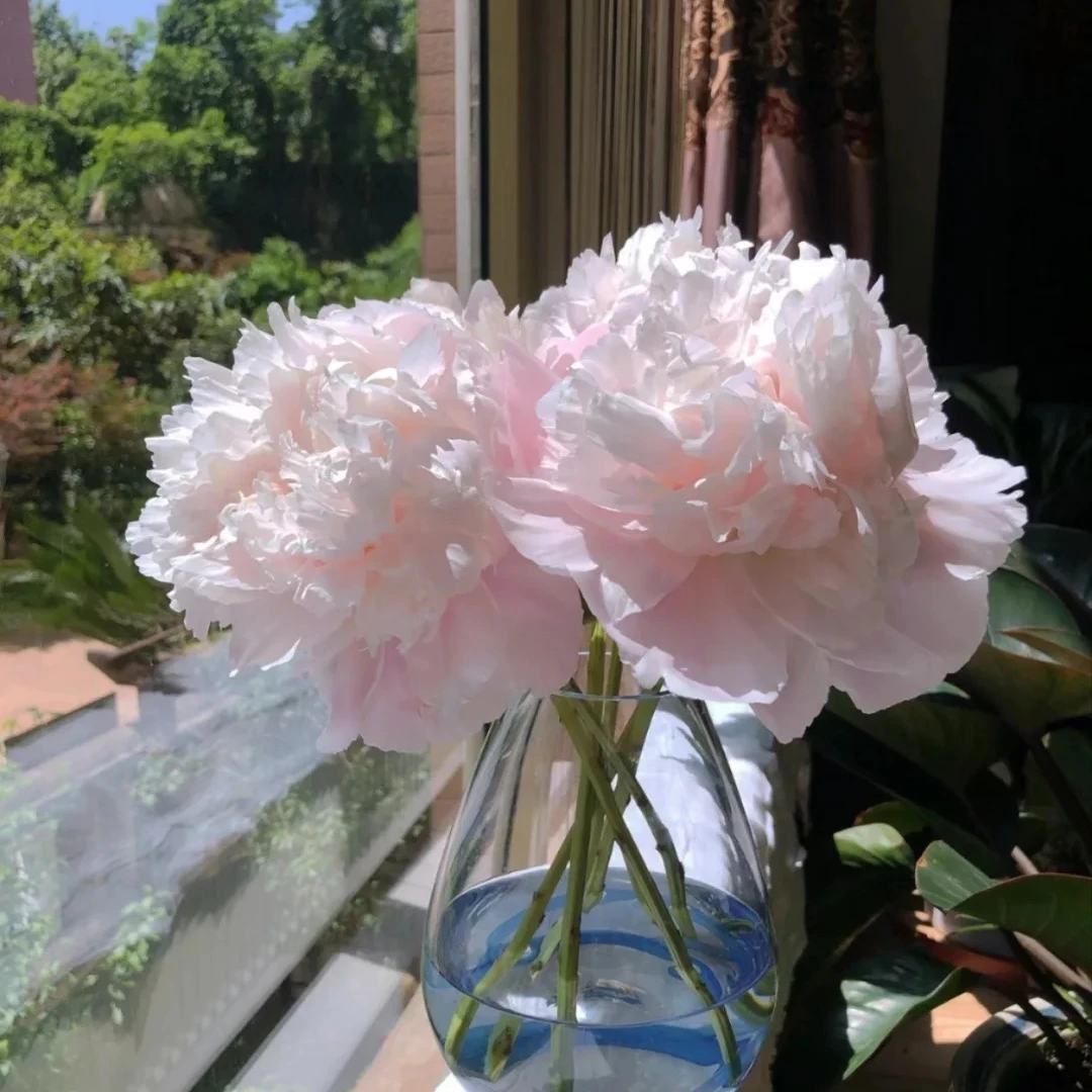 【送货上门】【雪山紫玉】重瓣芍药 菏泽基地牡丹芍药