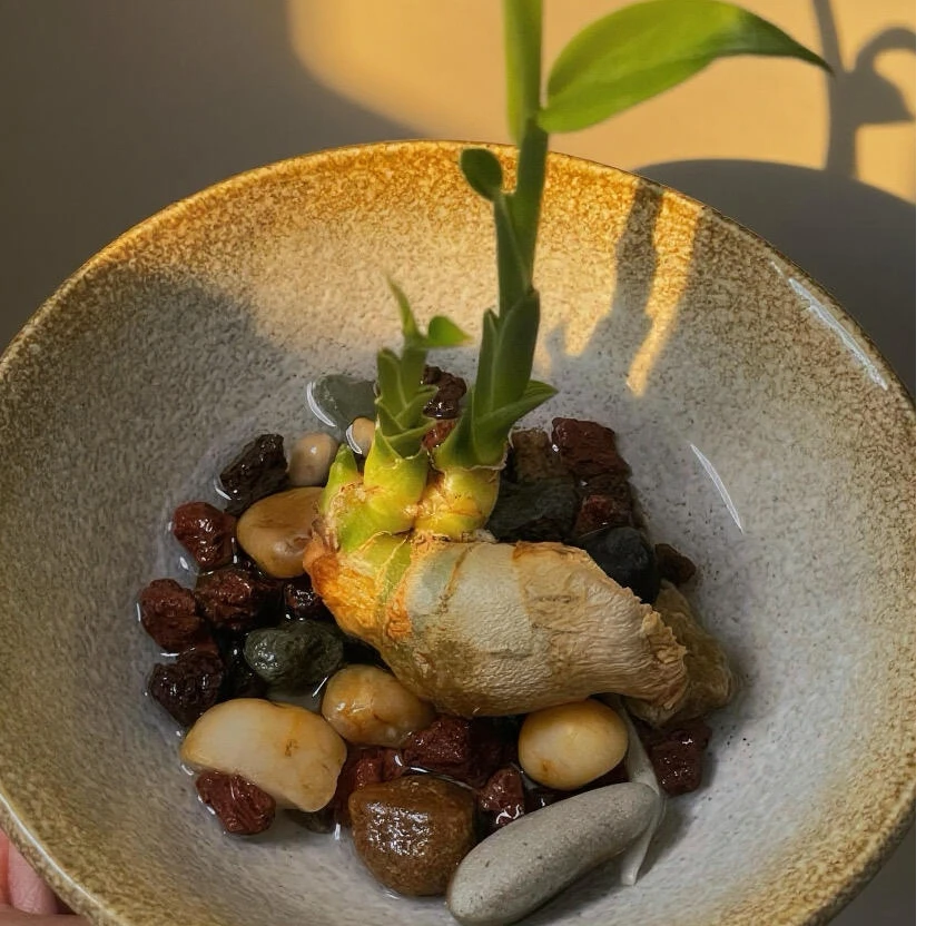 禄根盆栽带芽灵草好养不当生姜苗种植植物办公室内桌面小绿植盆景