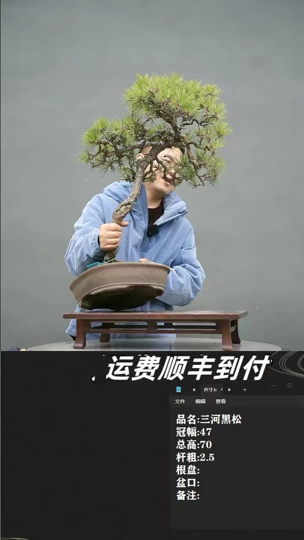 【闪购商品】9 三河黑松