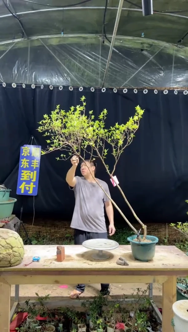 当前无花栽培后可以开花君****道海岛栀子花