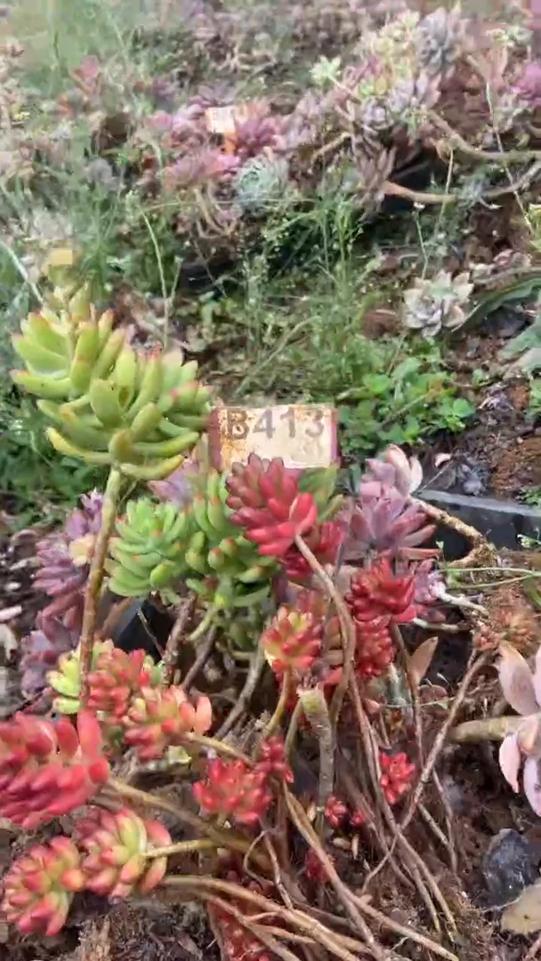 【闪购商品】B413清风花木兰多肉组合