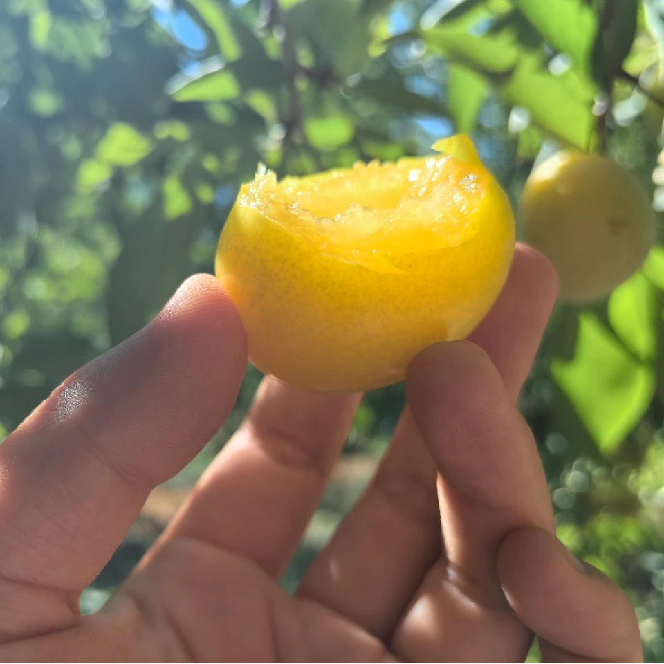 新疆黄金西梅 香甜多汁 顺丰包邮