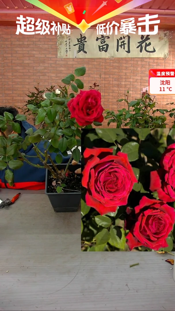 当前无花朵，栽培后可花朵恩钿女士