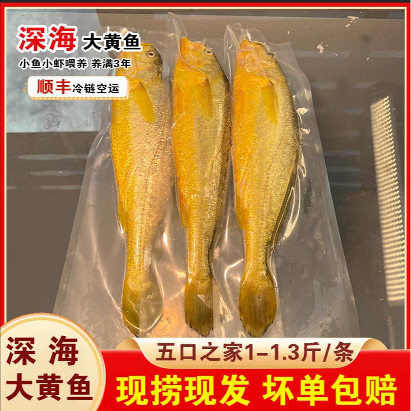 【顺丰空运尝鲜装】一箱3条3斤正宗宁德深海大黄鱼夜捕捞冰鲜发货