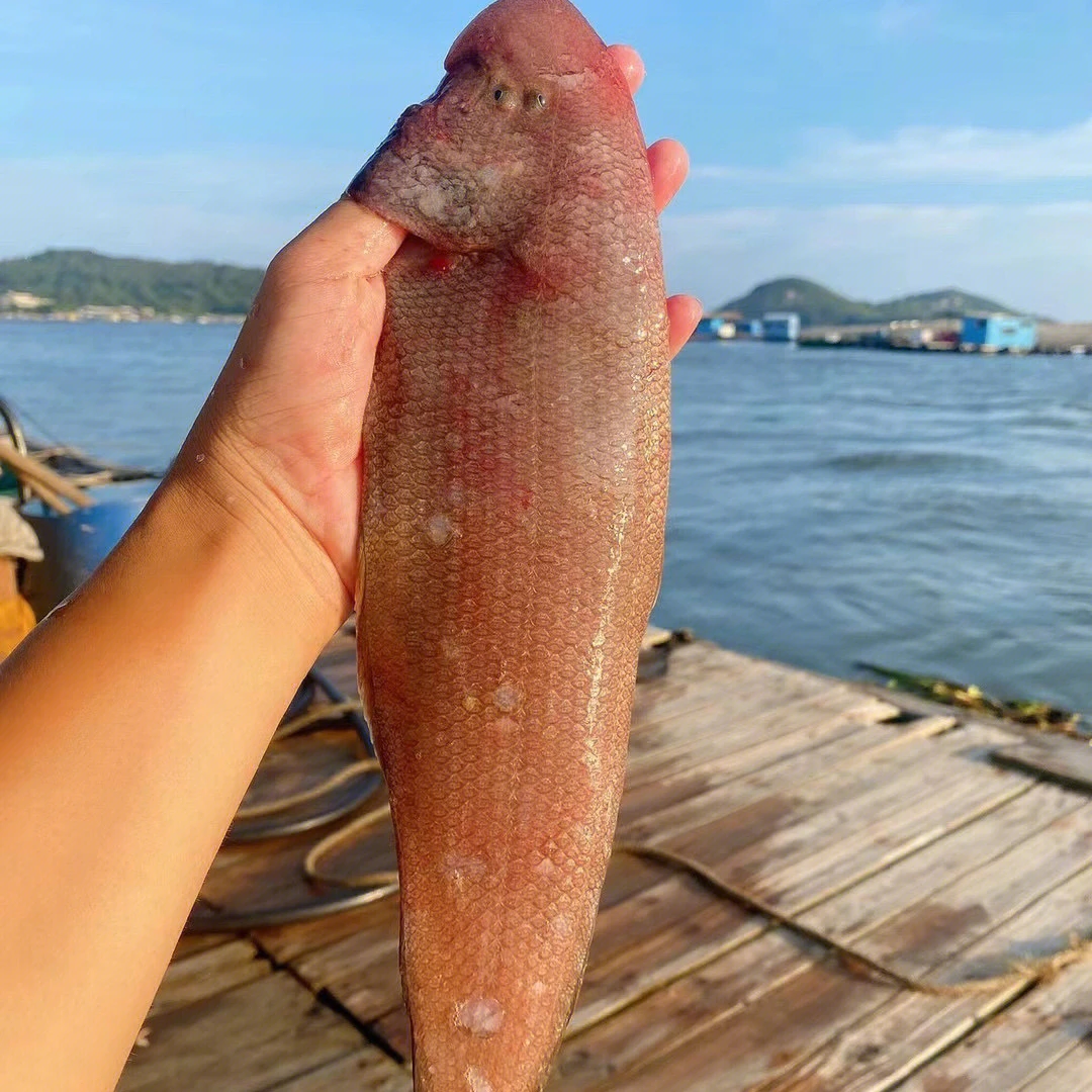 C大号野生龙利鱼 舌头鱼  4斤 青岛发货 顺丰包邮