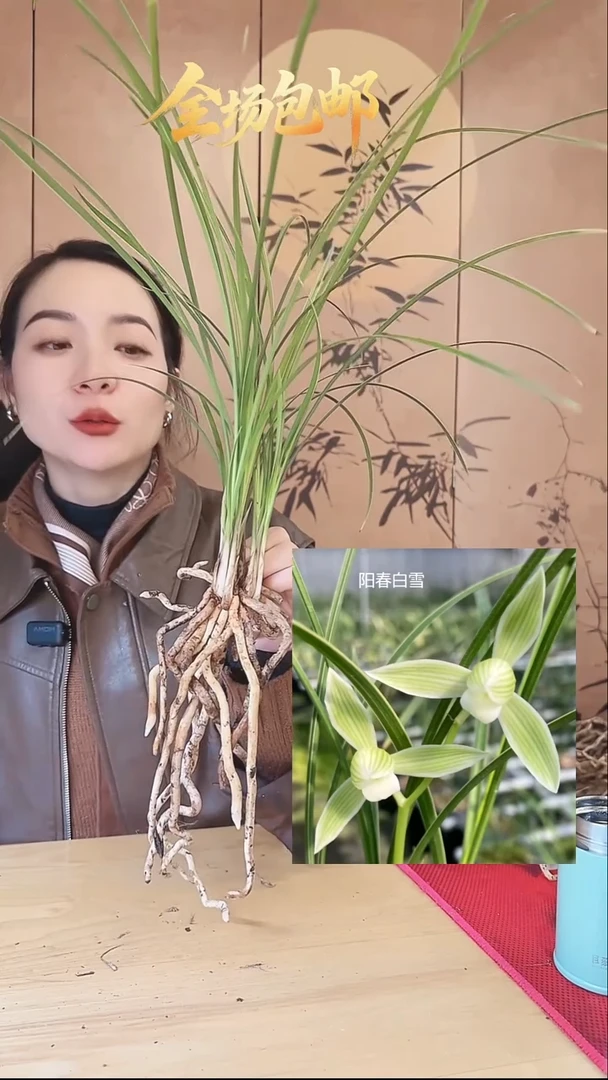 当前无花栽培后可以开花：阳春白雪