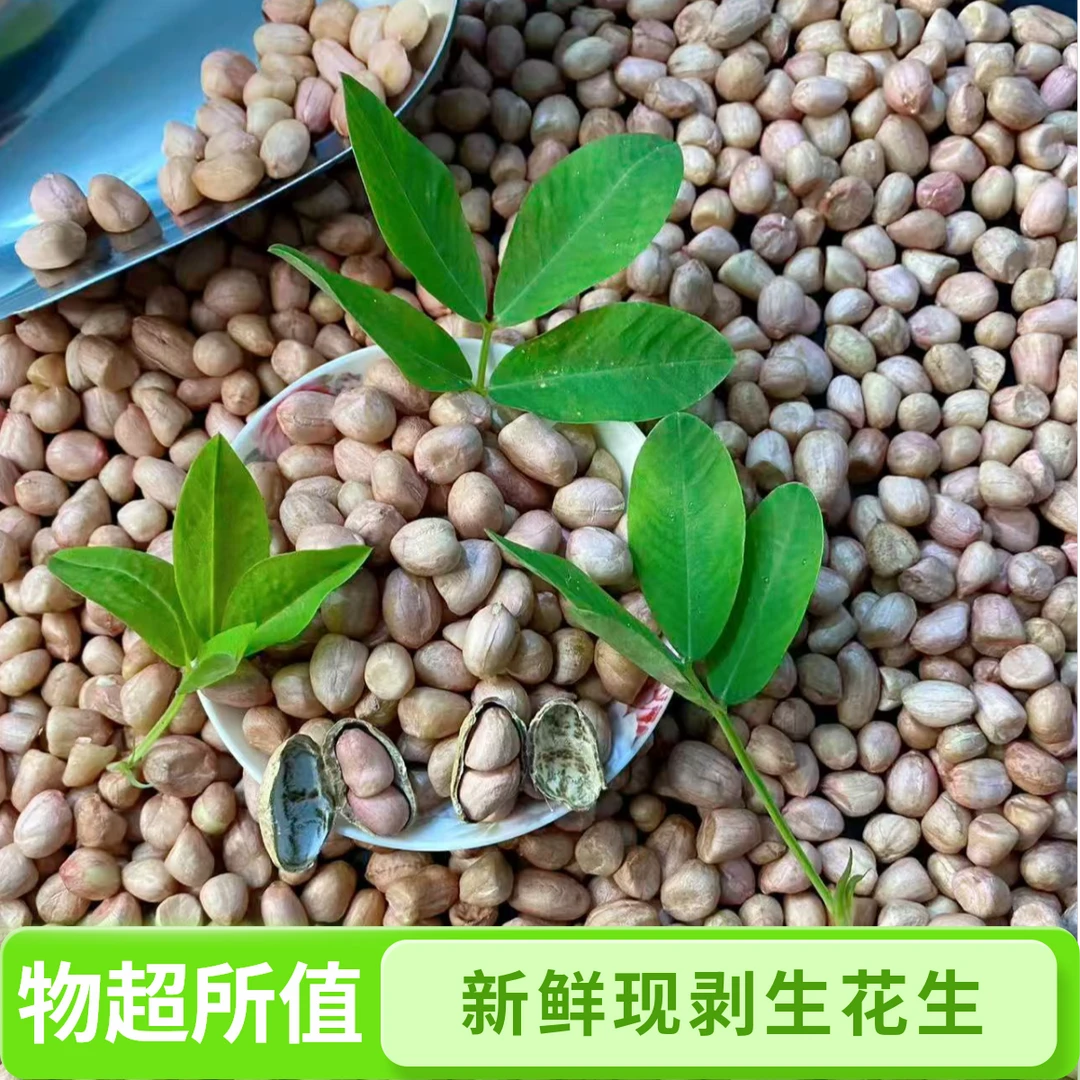 2025年新鲜上市现脱壳花生米河南泌阳大白沙花生新鲜三斤五斤干货