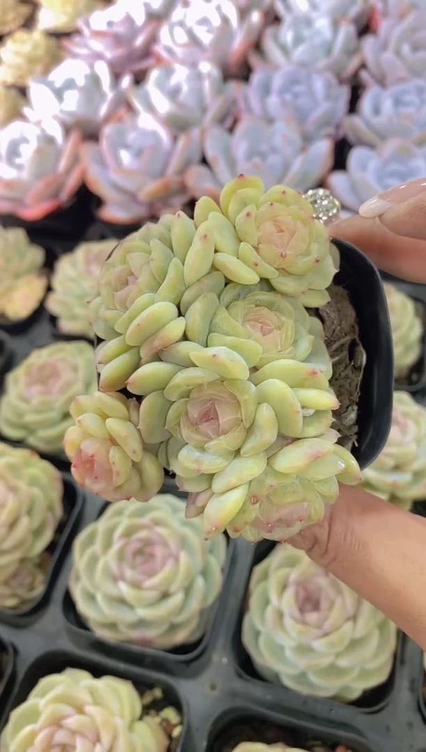 青*A52-6头白色恋人（专拍）