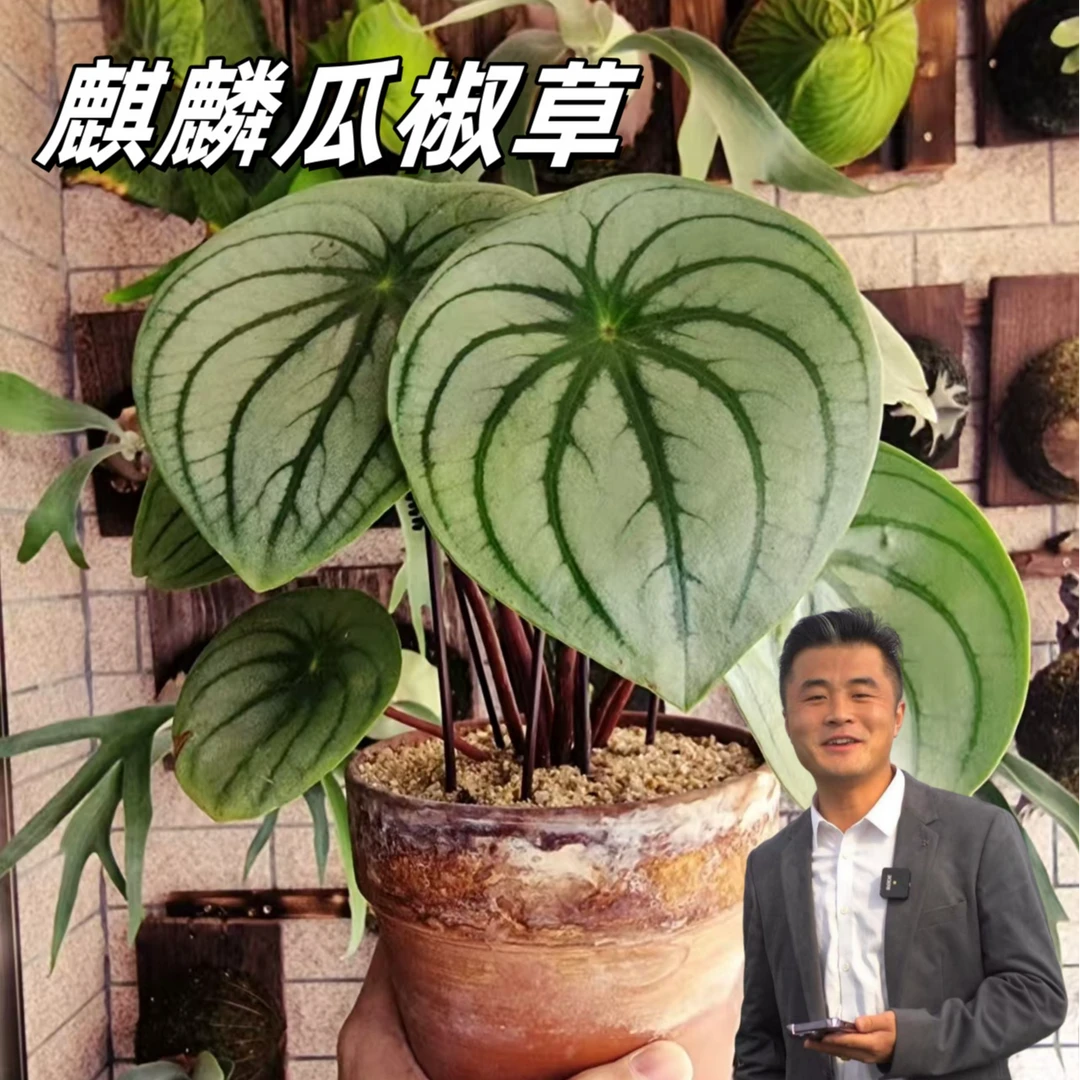 【热植馆】麒麟瓜椒草