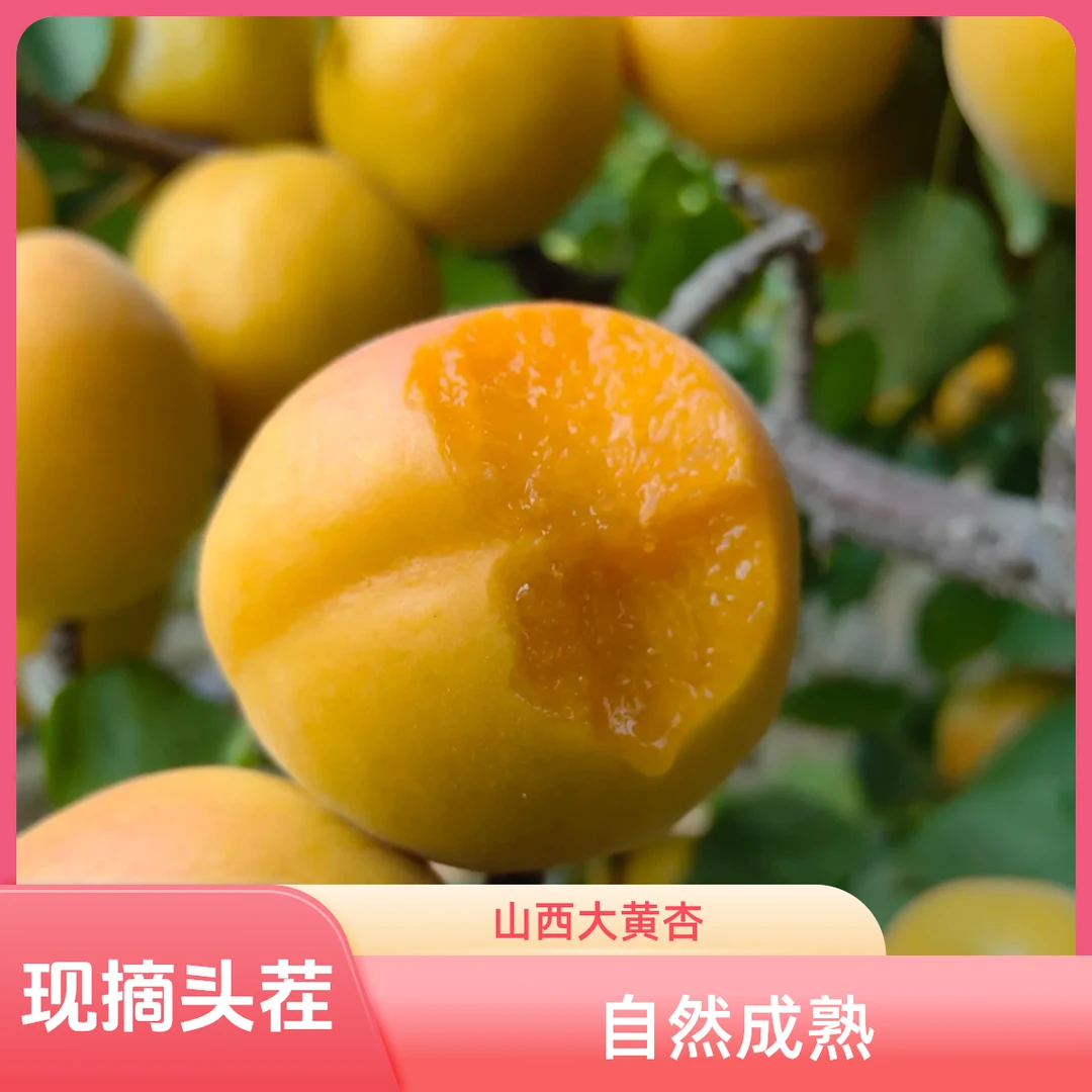 【山西金太阳大黄杏】现摘现发孕妇自然网红水果杏当季新鲜水果热卖