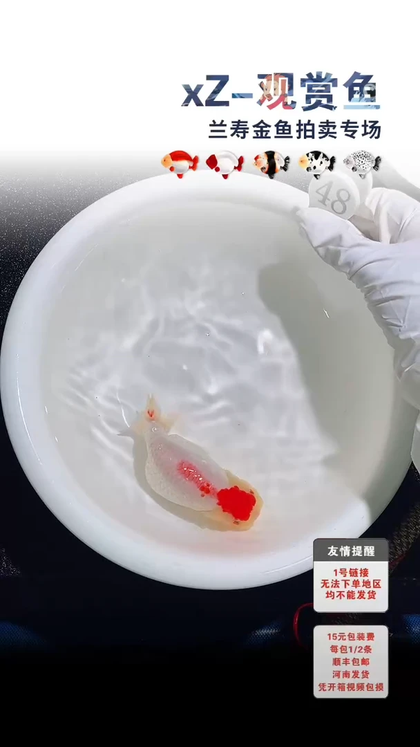 海水鱼包装必拍未拍顺丰到付48号