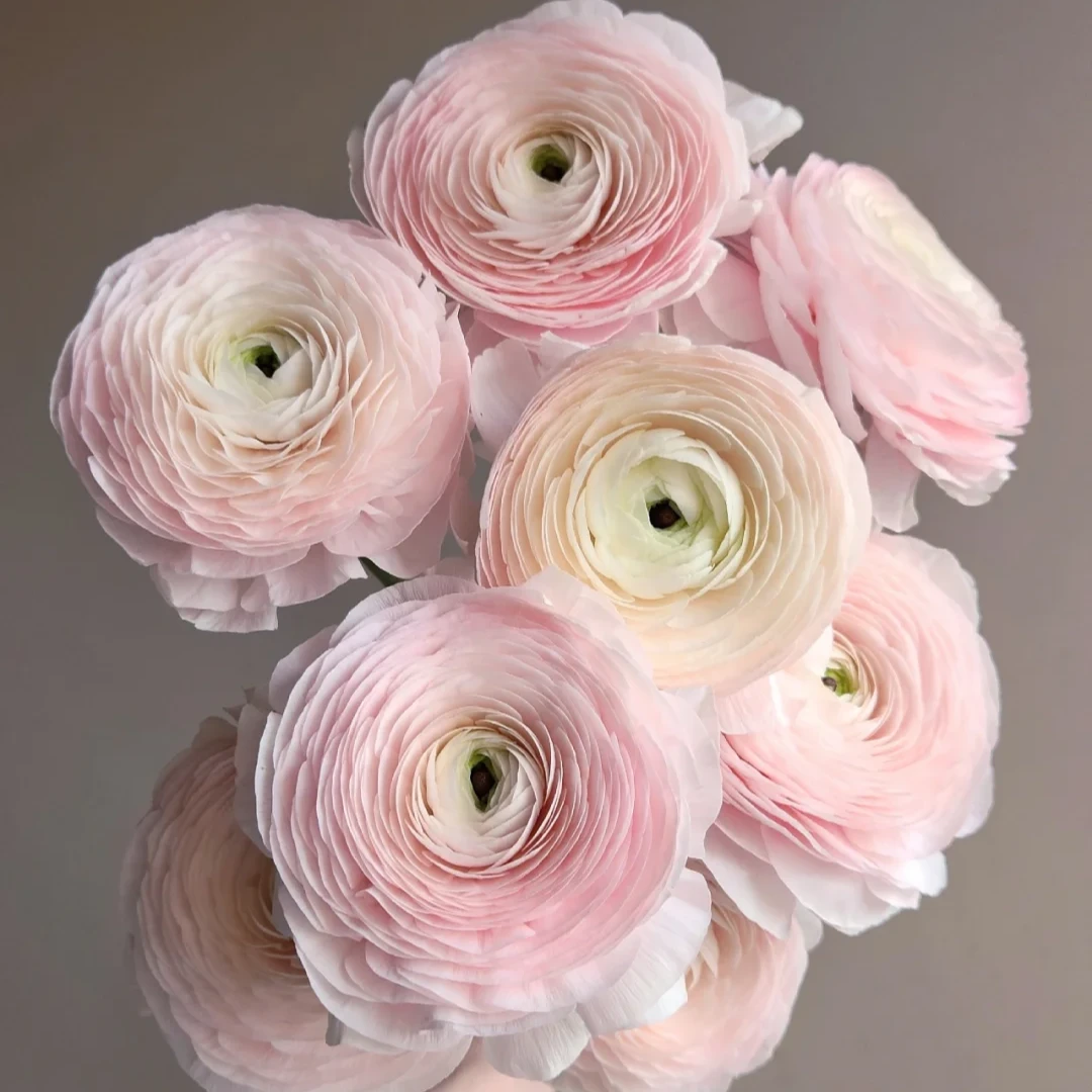 【王安官方店】稀有品种河内洋牡丹高品质基地直发高品质花卉