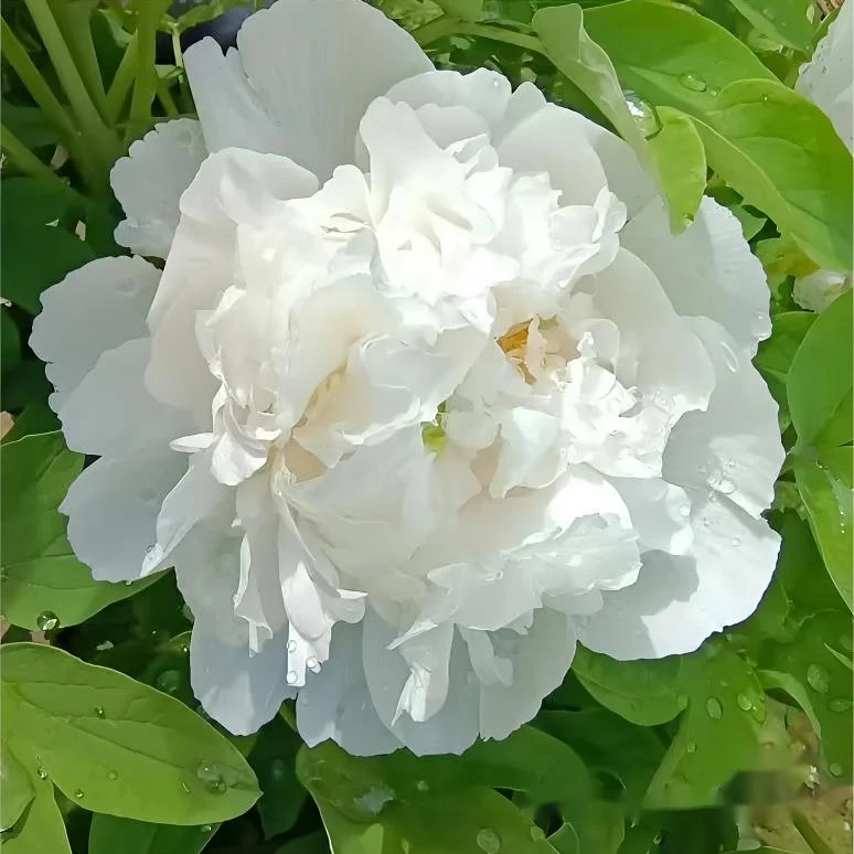【白雪塔】正宗千层观赏牡丹花苗 菏泽牡丹 盆栽地栽 绿植 先发肥料