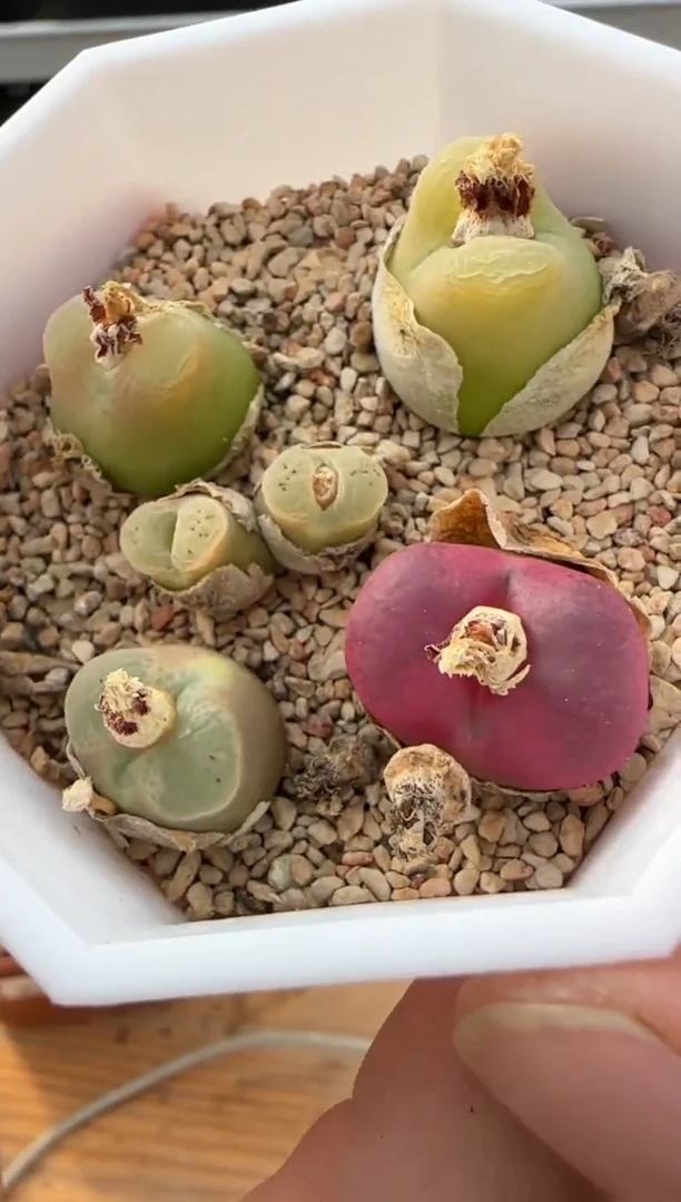 【闪购商品】20-210