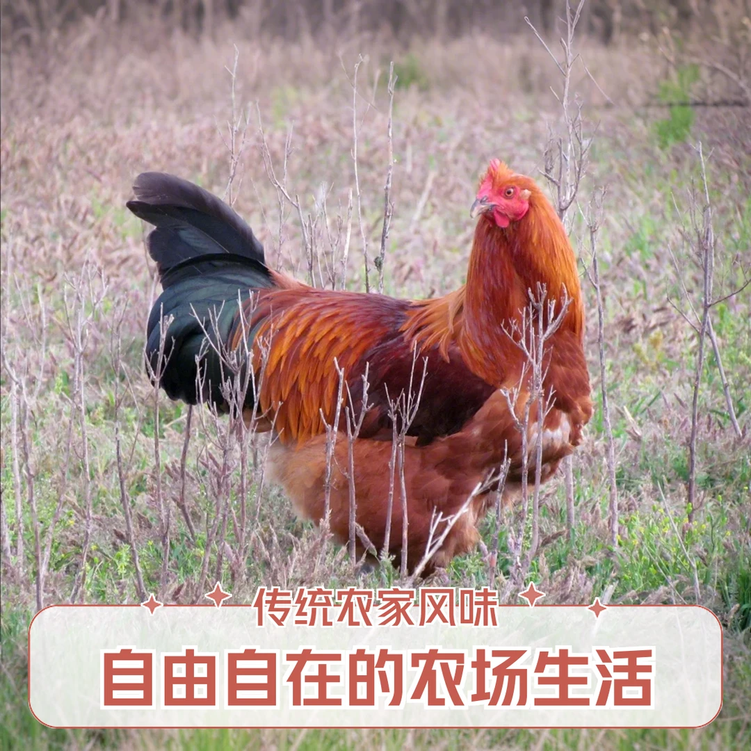 【手工现杀】散养阉鸡白斩阉鸡(净膛)1900g