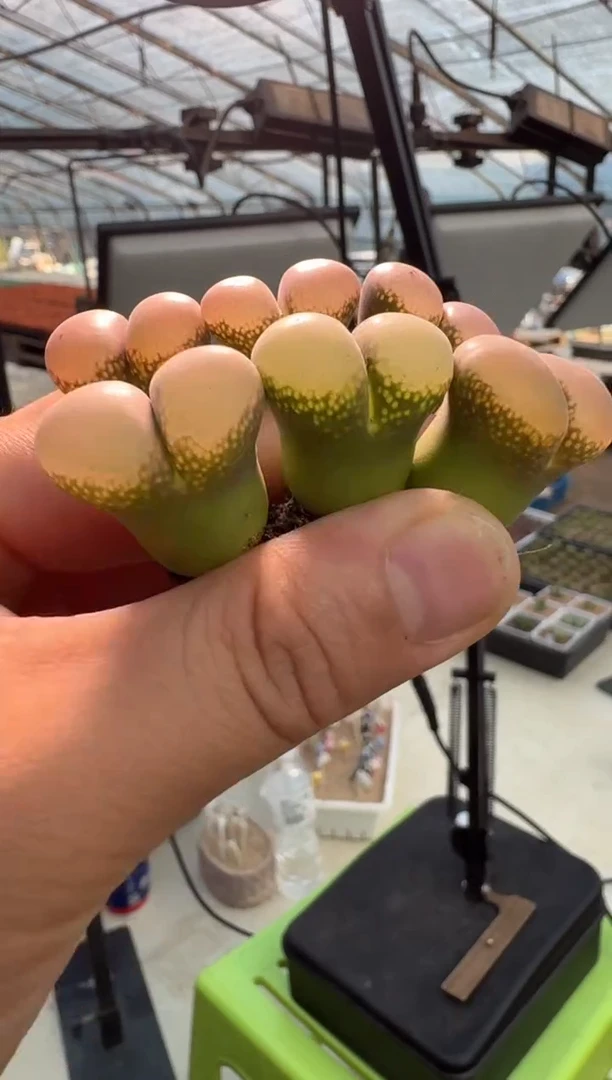 20-18多肉植物肉锥卡特伦一颗