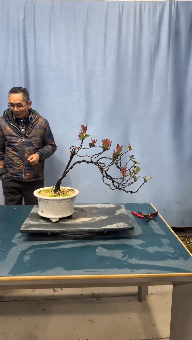 【闪购商品】盆景春花