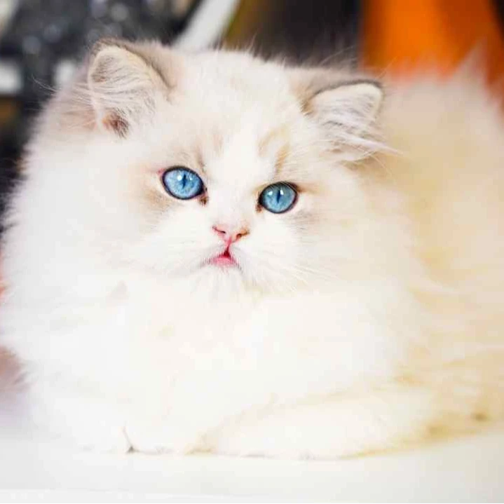 【羽珊与猫】可爱新脸版布偶猫