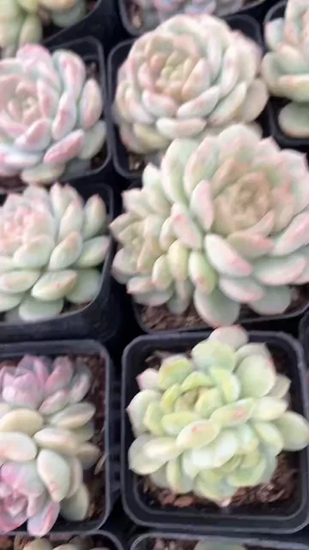 【闪购商品】特特珍妮多肉