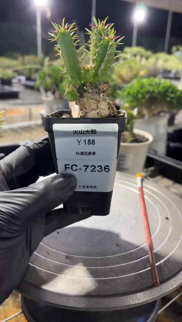 庄*火山大戟FC-7236