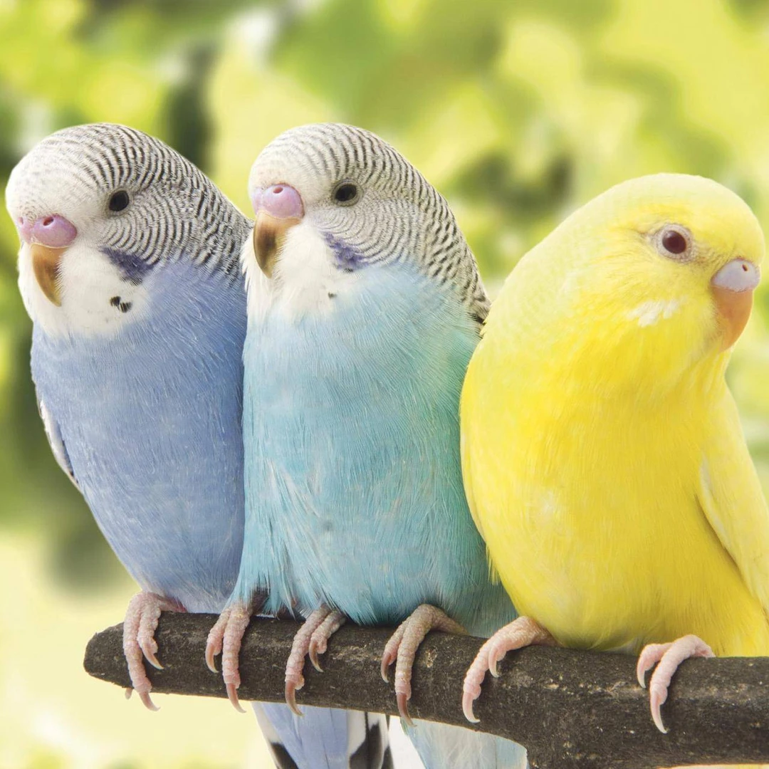 鹦鹉活鸟虎皮鹦鹉活物会说话的鸟类鹦鹉直播间长不大的鹦鹉（二飞）