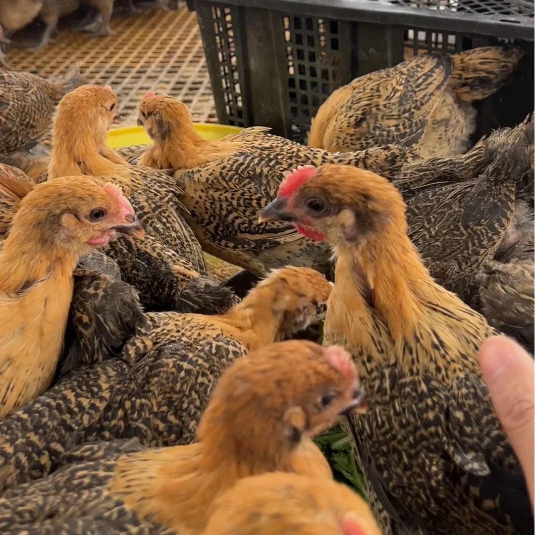 青脚麻羽绿壳蛋鸡顺宠物鸡丰包邮农村土鸡2